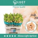 lysianthus G ALI L APRICOT - .