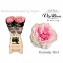 R GR GOSSIP GIRL - Vip Roses by Sassen