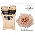 R GR QUICKSAND - Vip Roses by Sassen