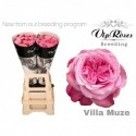 R GR VILLA MUZE - Vip Roses by Sassen