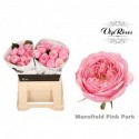 R KL MANSFI PIN PARK - Vip Roses by Sassen