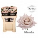 R KL MENTA - Vip Roses by Sassen
