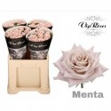R KL MENTA - Vip Roses by Sassen