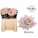 R KL MENTA - Vip Roses by Sassen