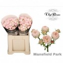R branchue MANSFIELD PARK - Vip Roses by...