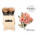 R branchue SHIRAZ! - Vip Roses by Sassen