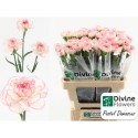 œillet gros PASTEL DAMASCU - Divine Flowers