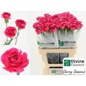 œillet gros CHERRY DAMASC+ - Divine Flowers