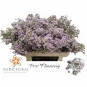 wax UN MICHAL - Pacific Floral BV