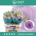 lysianthus G LISANNE LAVEND - .