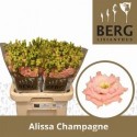 lysianthus G ALISSA CHAMPAG - .