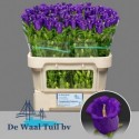 CAMP M CHAMPION BLUE - De Waal Tuil