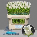 CAMP M CHAMPION WHIT - De Waal Fensie BV