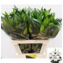 lilium Zambesi blanc 3+ - .
