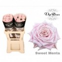 R KL SWEET MENTA - Vip Roses by Sassen