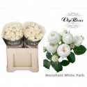 R branchue MANSFI blanc PA - Vip Roses by...