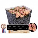 R branchue ROYAL BLUSH - Paul v.d. Hulst...