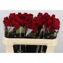 R Gr red naomi - Marjoland XL