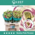 lysianthus G ROSITA PINK PICOTEE - .