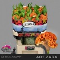 celosie créte ACT ZARA - QFG De Molenkamp