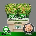 lysianthus G ALISSA L APRIC - .