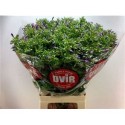 PHLOX P MIKA - .