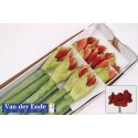 amaryllis ferrari - Ende, Fa. Kw. v/d