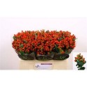 hypericum TOMATO FLAIR - .