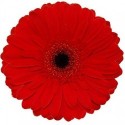 gerbera Barones rouge - .