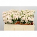 R branchue royal porcelina - Everflora / VBB