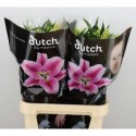 Lilium or frontera - Paauw Lilies Bv