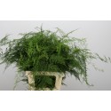 Asperagus plumosus lang getopt - Derocum...