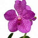 Vanda nitaya hot magenta - Ansu vanda