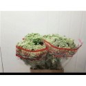 AMMI VIS Casablanca blanc - .