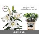 lilium Zambesi blanc 4+ - .