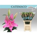 lilium CATEMACO 5+ EX! - .