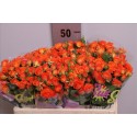 R branchue babe - Blen Flowers