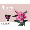 lilium Dalian rose 3+ - .