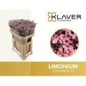 LIM SAF OSHI PINK 70/30GR - .