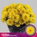 deco PASTELA jaune - .