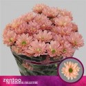 deco Katinka rose SALMON - .