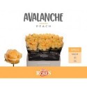 R Gr avalanche peach - Van den Berg Roses
