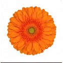 gerbera EUREKA - .