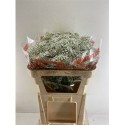 GYPS PA MILLION STAR 75/30GR EQ - .