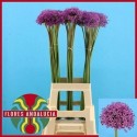 ALLIUM gladiator bleu - .