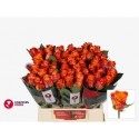 R Gr mariyo - Kneppers Rozen