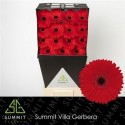 gerbera Blinddate rge - .