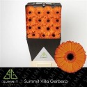 gerbera APPLAUSE - .