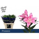 lilium PRAIANO 2+ - .