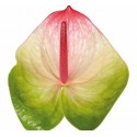 Anthurium Zafira - Hollande